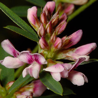 A photograph of a Slender Bush-clover