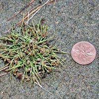 A photograph of a Small-flowered Lipocarpha