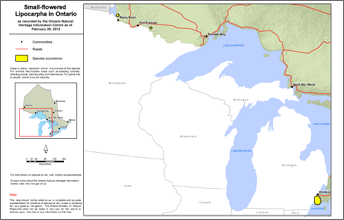 map of small-flowered lipocarpha range