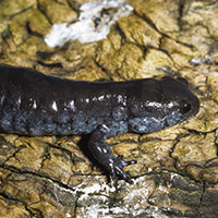 A photograph of a Small-mouthed Salamander
