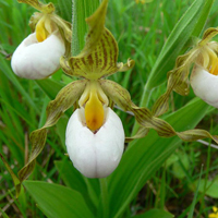 A photograph of a Small White Lady's-slipper