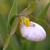 small white lady’s-slipper