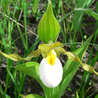 small white lady’s-slipper