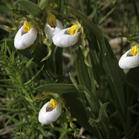 small white lady’s-slipper