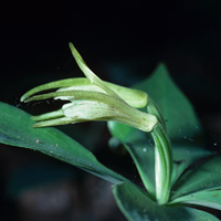 A photograph of a Small Whorled Pogonia