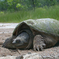 A photograph of a Snapping Turtle