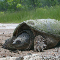 Tortue serpentine