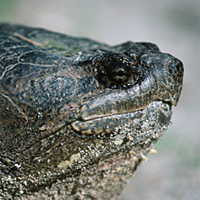 snapping turtle