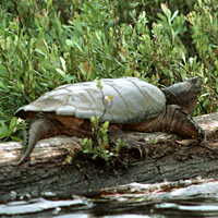 snapping turtle