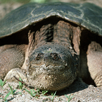 snapping turtle