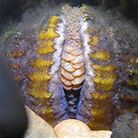 Épioblasme tricorne