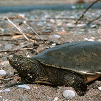 Tortue molle à épines