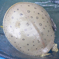 spiny softshell