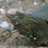 Spiny Softshell Turtle, Ontario Nature