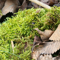 A photograph of a Spoon-leaved Moss