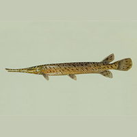 A photograph of a Spotted Gar