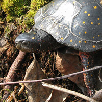 A photograph of a Spotted Turtle