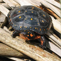 spotted turtle 