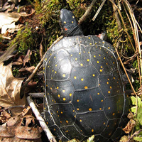 spotted turtle 