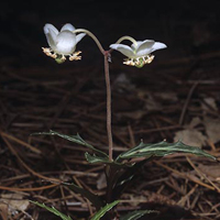 A photograph of a Spotted Wintergreen