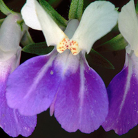A photograph of a Spring Blue-eyed Mary