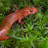 Spring salamander