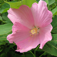 A photograph of a Swamp Rose-mallow