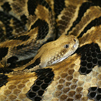 A photograph of a Timber Rattlesnake