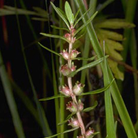 A photograph of a Lowland Toothcup