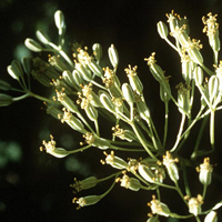 A photograph of a Tuberous Indian-plantain