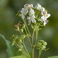 A photograph of a Virginia Mallow