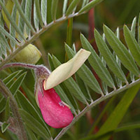 A photograph of a Virginia Goat's-rue