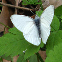 A photograph of a West Virginia White