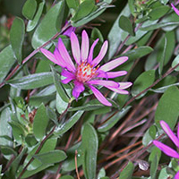 A photograph of a Western Silvery Aster
