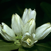 white prairie gentian