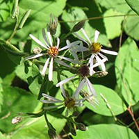 A photograph of a White Wood Aster