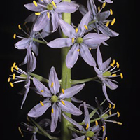 A photograph of a Wild Hyacinth