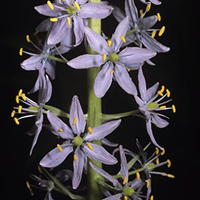 wild hyacinth