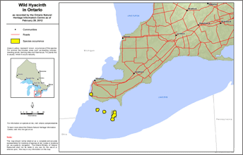 map of wild hyacinth range