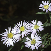 A photograph of a Willowleaf Aster