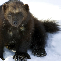 A photograph of a Wolverine