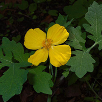 A photograph of a Wood-poppy