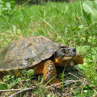 wood turtle