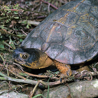 wood turtle