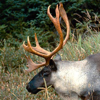 A photograph of a Caribou (Boreal population)