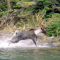 woodland caribou