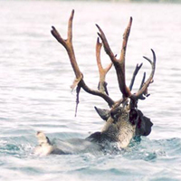 Le caribou des bois