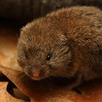 A photograph of a Woodland Vole