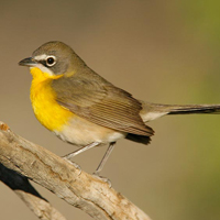A photograph of a Yellow-breasted Chat