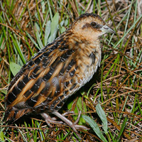 A photograph of a Yellow Rail